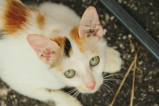 (如何准确识别猫咪的各种品种图片)如何准确识别猫咪的各种品种？