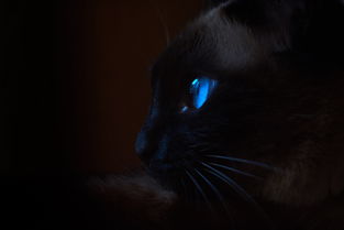 (猫酱工作室)探寻神秘世界:猫酱物语游戏全新冒险,精彩不容错过! (猫酱工作室)探寻神秘世界:猫酱物语游戏全新冒险,精彩不容错过!