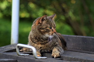 喵喵零食铺:专为爱猫人士打造的优质宠物零食,健康美味陪伴您的猫咪成长! 喵喵零食铺:专为爱猫人士打造的优质宠物零食,健康美味陪伴您的猫咪成长!