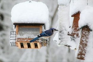 (雪球在雪地上滚动)雪地滚雪球原理解析：雪块的滚动如何积累雪量逐渐增大？