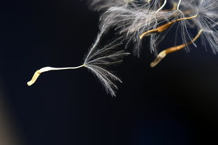(九大雷火是什么)九大雷劫是哪九大雷劫?揭秘九种雷劫的来历和威力 (九大雷火是什么)九大雷劫是哪九大雷劫?揭秘九种雷劫的来历和威力