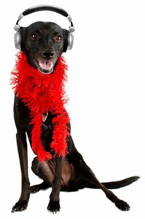 寻找尘白狸花猫工作室的详细地址和联系方式 寻找尘白狸花猫工作室的详细地址和联系方式