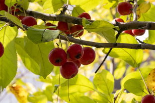 冠中冠肖国栋与马克威廉姆斯对决,谁能笑到最后的决赛胜利? 冠中冠肖国栋与马克威廉姆斯对决,谁能笑到最后的决赛胜利?