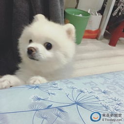 宠物配对连一连官方版下载-宠物配对连一连2024下载v.3.85