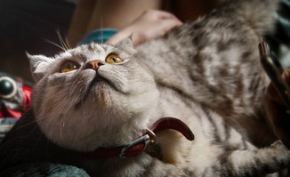 猫咪和汤最新版汉化版下载安装-猫咪和汤最新版游戏正版下载v.2.13