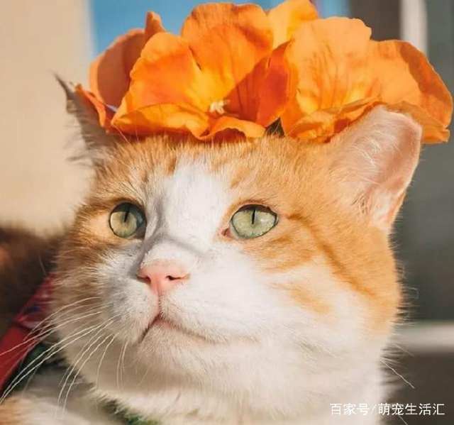 愤怒的奶奶大战猫恶作剧中文版下载-愤怒的奶奶大战猫恶作剧官方正版手游下载v.2.38 愤怒的奶奶大战猫恶作剧中文版下载-愤怒的奶奶大战猫恶作剧官方正版手游下载v.2.38