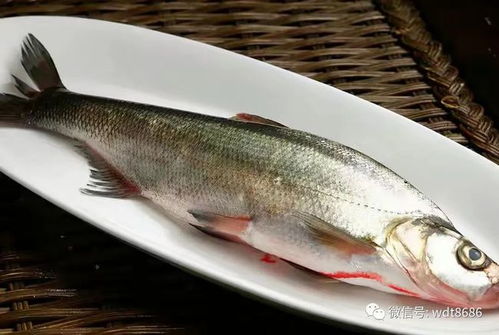 肉鸽鱼吃鱼中文版无广告下载-肉鸽鱼吃鱼内置功能菜单下载v.9.68 肉鸽鱼吃鱼中文版无广告下载-肉鸽鱼吃鱼内置功能菜单下载v.9.68