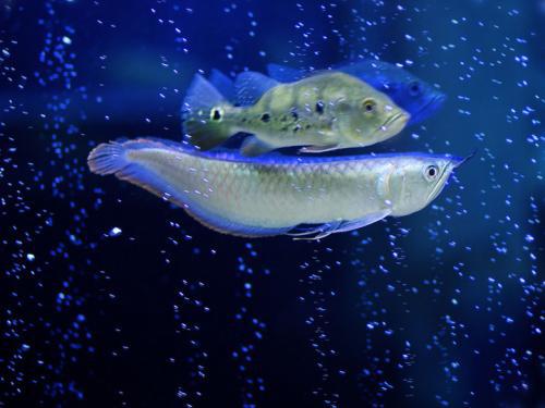 鱼吃鱼无敌秒杀科技无限金币免广告版下载-鱼吃鱼无敌秒杀科技汉化版下载v.4.48