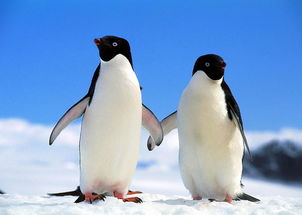 企鹅兄弟2024下载-企鹅兄弟无广吿免费下载v.2.69 企鹅兄弟2024下载-企鹅兄弟无广吿免费下载v.2.69