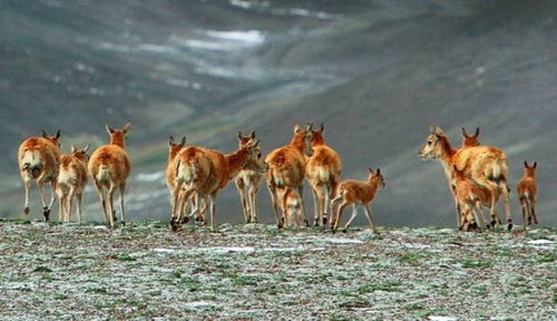 神秘而有趣的动物代号大全汇总，让你了解更多各种神秘代号的来源
