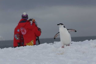 纵观冰原前线：公映纪录片《企鹅卧底的中文版》穿越南极冰川，揭秘企鹅生存秘境