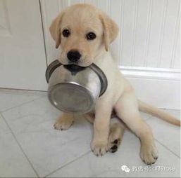 拉布拉多警长杜啦CP:新番热议,粉丝热烈讨论角色搭配与情感表现 拉布拉多警长杜啦CP:新番热议,粉丝热烈讨论角色搭配与情感表现