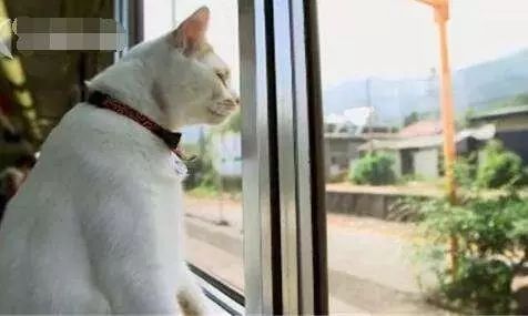 猫猫火车最新消息:全新列车线路即将开通,敬请期待! 猫猫火车最新消息:全新列车线路即将开通,敬请期待!