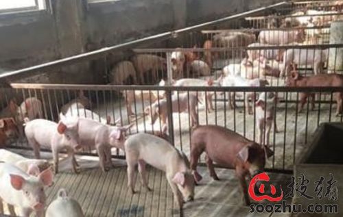 大三巴精准资料免费,狗、猪、兔、马,和澳门一码一特一中预测免费准通俗剖析、解释与落实,拒绝虚假推销阱 大三巴精准资料免费,狗、猪、兔、马,和澳门一码一特一中预测免费准通俗剖析、解释与落实,拒绝虚假推销阱