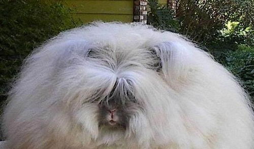 大三巴的资料大全与澳门一期一特预测准:牛、兔、狗、马和拒绝虚假蛊惑陷阱-实用释义、专家解读解释与落实 大三巴的资料大全与澳门一期一特预测准:牛、兔、狗、马和拒绝虚假蛊惑陷阱-实用释义、专家解读解释与落实