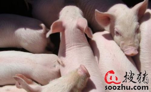 兔、猴、猪、鼠:2025新门正版免费资本大全查询,2025新门正版免费资料怎么用-通俗释义、专家解读解释与落实​,防范迷惑性推广