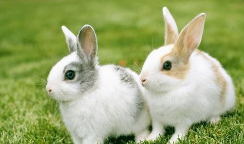 2025资料大全800图库，狗、猪、兔、鼠，和2025年免费资料免费大全:创意解答、专家解读解释与落实​,拒绝虚假噱头风险