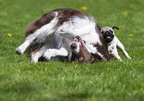 大三巴资料免费大全介绍及新门内部资料内部大全：狗、龙、兔、鸡-品质解读、解释与落实,警惕虚假信息迷雾