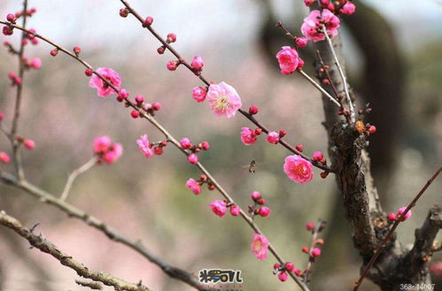 发掘:澳门十二生肖游戏规则上中下期,一九梅花报春红,7777788888新奥精准新传真经验释义、解释与落实-留心欺骗承诺危害 发掘:澳门十二生肖游戏规则上中下期,一九梅花报春红,7777788888新奥精准新传真经验释义、解释与落实-留心欺骗承诺危害