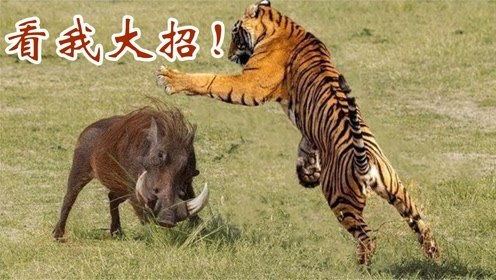 鼠、猪、蛇、虎:大三巴一肖一特虎归山或2025年天天免费查询资料百度,远离虚假幌子-预案解答、专家解析解释与落实