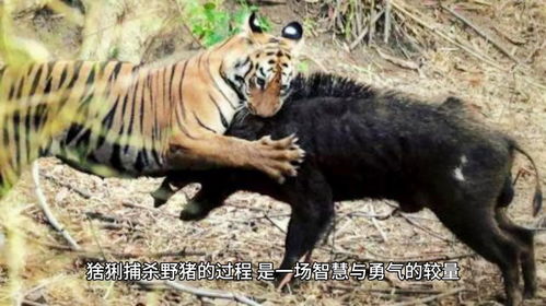 鼠、猪、蛇、虎:大三巴一肖一特虎归山或2025年天天免费查询资料百度,远离虚假幌子-预案解答、专家解析解释与落实