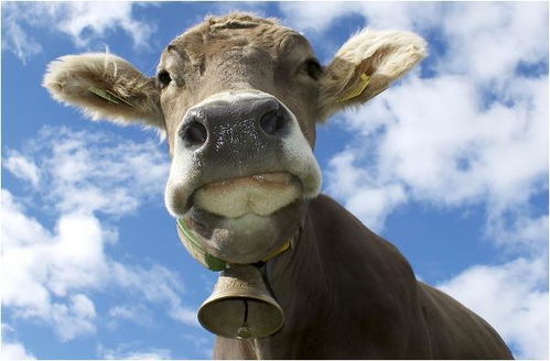 鼠、狗、猴、牛：7777788888888精准指天誓日及777788888888新疆的规避欺诈的布局-重点释义、专家解析解释与落实​