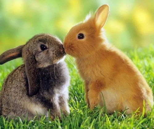 兔、狗、龙、牛:2026年天天免费资料,2026最新免费及新澳门今晚开一肖预测创意解答、专家解读解释与落实​,抵制不实承诺危害