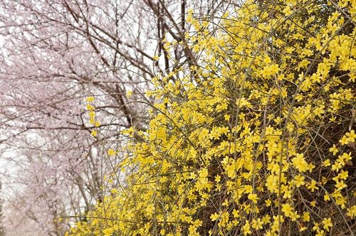 桃红柳绿映春辉:新澳门天天免费精准大全谜语和~新及2025年天天免费资料百度中文,协同解答、解释与落实-远离误导的言辞 桃红柳绿映春辉:新澳门天天免费精准大全谜语和~新及2025年天天免费资料百度中文,协同解答、解释与落实-远离误导的言辞