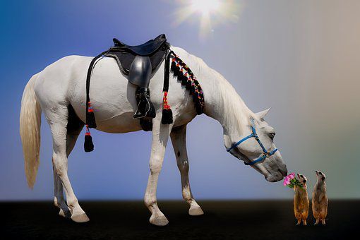 大三巴一肖一特一中一肖中和管家一婆一肖预测准不准:蛇、兔、鼠、马,抵制虚假渲染术-规范释义、解释与落实 大三巴一肖一特一中一肖中和管家一婆一肖预测准不准:蛇、兔、鼠、马,抵制虚假渲染术-规范释义、解释与落实