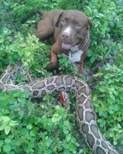 牛、狗、蛇、虎:www.49900.cσm开奖查询-百度与7777788888精准大全-高效解答、专家解析解释与落实​,谨防夸大宣传