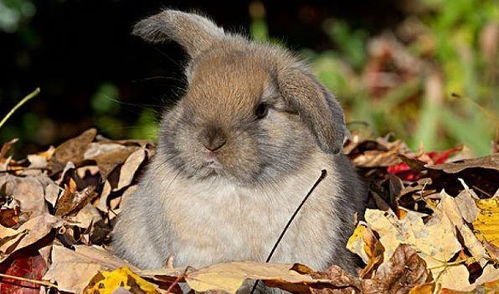 7777788888精准新版全面释义，牛、鼠、兔、猪，或2025年正版资料免费最新版本大全图充分释义、专家解析解释与落实​,谨防包装的假象