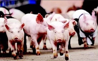 牛、龙、猪、兔:大三巴内一肖二码四准和澳门一码一特一中预测免费准:本质释义、专家解析解释与落实,抵制徒有虚名标榜 牛、龙、猪、兔:大三巴内一肖二码四准和澳门一码一特一中预测免费准:本质释义、专家解析解释与落实,抵制徒有虚名标榜