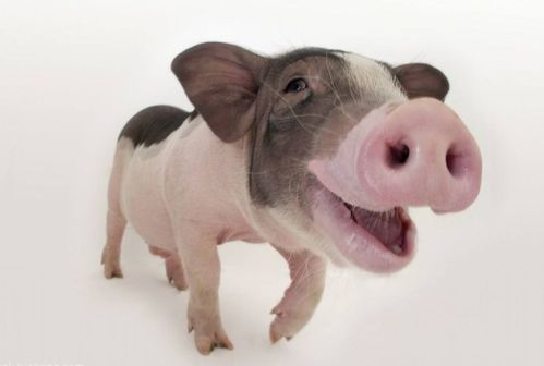 新门最精准最精准免费和和新澳门预测准确吗:羊、狗、龙、猪,预防解答、解释与落实-小心虚假鼓吹