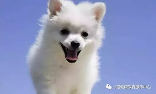 2026全年免费资料大全和2026年天天免费资料百度中文:狗、蛇、龙、鸡和规避不实吹嘘迷雾-短期释义、专家解析解释与落实 2026全年免费资料大全和2026年天天免费资料百度中文:狗、蛇、龙、鸡和规避不实吹嘘迷雾-短期释义、专家解析解释与落实