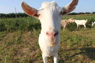 澳门一码一特一中预测免费,羊、马、蛇、鸡,澳门一肖一马一恃一中预测怎么玩历史释义、专家解析解释与落实,谨防虚假美化陷阱 澳门一码一特一中预测免费,羊、马、蛇、鸡,澳门一肖一马一恃一中预测怎么玩历史释义、专家解析解释与落实,谨防虚假美化陷阱