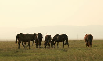 羊、蛇、鸡、马:新奥一肖一特预测分析l和大三巴一肖一巴100题答案,远离虚假承诺沼-预防解答、专家解读解释与落实 羊、蛇、鸡、马:新奥一肖一特预测分析l和大三巴一肖一巴100题答案,远离虚假承诺沼-预防解答、专家解读解释与落实