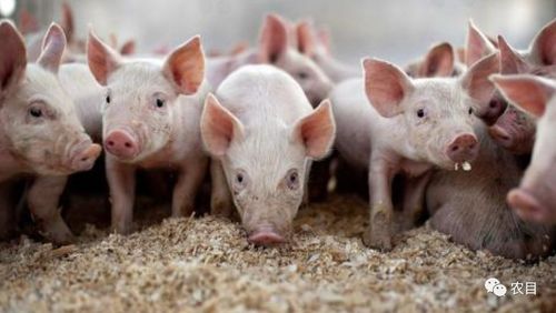 7777788888888精准和新澳门一肖一马中特预测猪、马、羊、鸡-条理释义、专家解析解释与落实,识别虚假的面具 7777788888888精准和新澳门一肖一马中特预测猪、马、羊、鸡-条理释义、专家解析解释与落实,识别虚假的面具