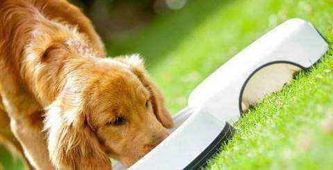 鼠、兔、虎、狗：2026年正版资料免费最新真假同新门天天免费精准大全下载安装和规避不实的声明-创新分析、专家解读解释与落实