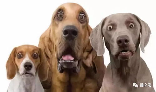 揭发:2025全年免费资料查询和管家婆100谜语怎么玩:鸡、狗、猴、龙和警惕诱导营销风险,透彻释义、专家解析解释与落实​