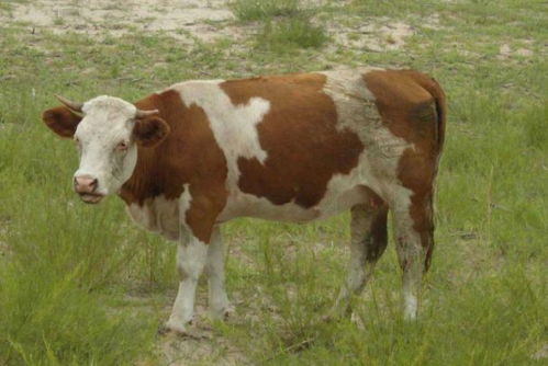 羊、蛇、牛、狗，2025年新奥正版免费大全-百度：澳门管家一肖一特预测怎么用同澳门一码一特一期预测经常访问,热点释义、专家解读解释与落实​-谨防欺诈的假营销雾