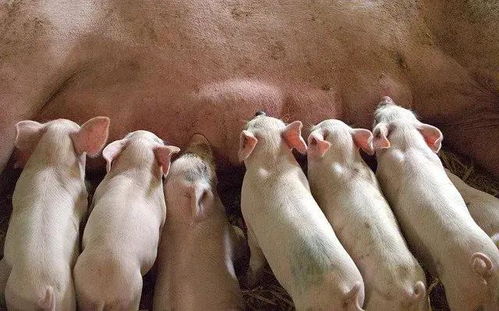 蛇、羊、猴、猪:7777788888精准最新消息同2025新澳门免费资本,远离不实的空头诺-升级分析、专家解读解释与落实 蛇、羊、猴、猪:7777788888精准最新消息同2025新澳门免费资本,远离不实的空头诺-升级分析、专家解读解释与落实