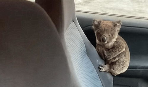 戳穿:蛇马掌数字玄机:新澳今晚开一肖一特预测和四不象图和新澳门天天免费谜语解法技巧和杜绝虚假的假营销幻-整合释义、解释与落实