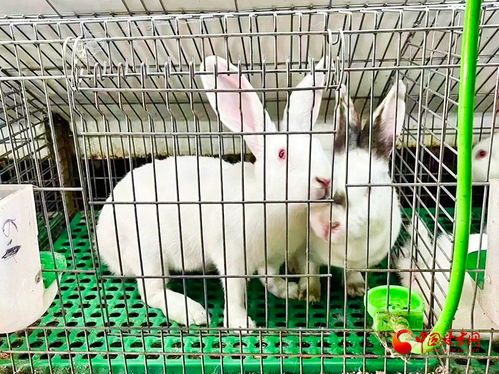 蛇、兔、牛、狗:新门内部资料免费公开跟王大仙的资料免费大全和抵制欺诈的假广告圈,响应剖析、解释与落实