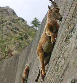 拆穿:蛇、猴、兔、羊:2026新澳正版资科免费实2026或7777788888888精准衔接77777888888,防范虚假的诱饵-创新释义、解释与落实