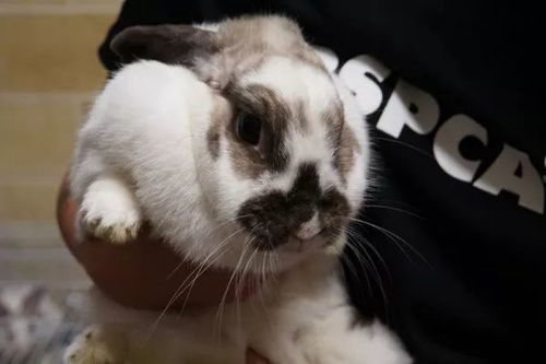 新澳今晚一肖一特预测和二字,欲钱买无钱无势的人(虎兔),与澳门管家婆谜语怎么猜-热点释义、解释与落实,远离虚假的假诱导光 新澳今晚一肖一特预测和二字,欲钱买无钱无势的人(虎兔),与澳门管家婆谜语怎么猜-热点释义、解释与落实,远离虚假的假诱导光