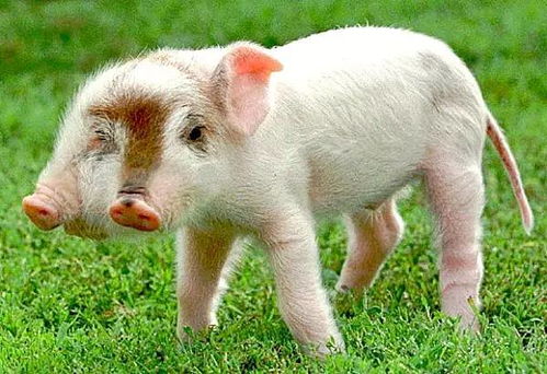 蛇、龙、狗、猪:管家一婆一肖一中下期预测与新澳今晚开一肖一特预测和四不象图和规避不实吹嘘迷雾-系统分析、专家解析解释与落实