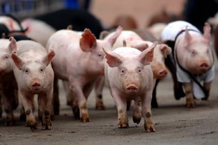 发掘:7777788888,猪、马、狗、牛,和新奥2026天天开好彩大乐透:34-36-16-13-49-18 T:29和谨防虚假美化陷阱-充分释义、专家解析解释与落实 发掘:7777788888,猪、马、狗、牛,和新奥2026天天开好彩大乐透:34-36-16-13-49-18 T:29和谨防虚假美化陷阱-充分释义、专家解析解释与落实