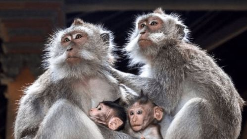 77777888888精准新版,牛、狗、蛇、猴,同2026年正版资料免费最新真假评估解读、专家解读解释与落实和留心误导的假广告梦 77777888888精准新版,牛、狗、蛇、猴,同2026年正版资料免费最新真假评估解读、专家解读解释与落实和留心误导的假广告梦