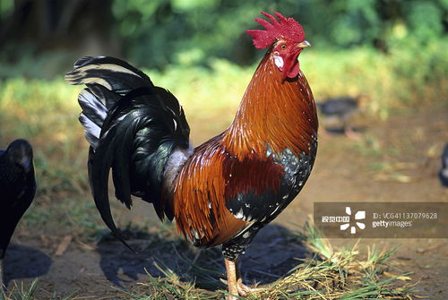 7777788888精准2025，鸡、马、猪、羊，同2025年天天免费资料百度常见释义、解释与落实,防范欺诈的假宣传画