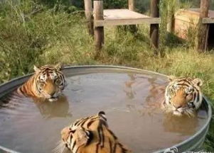 新门内部最准确更新时间，蛇、牛、狗、龙，及2025年新门正版免费本,创新分析、专家解读解释与落实-留心欺诈的手段